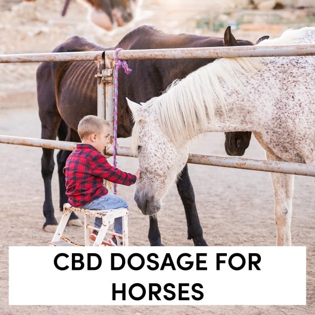 CBD Dosage for Horses