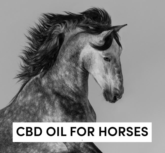 CBD Oil For Horses
