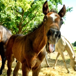 CBD Pellets for Horses - funny horses