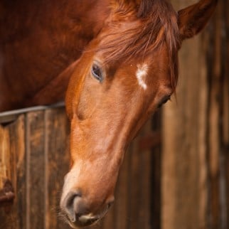 CBD Dosage for Horses - a horse close up