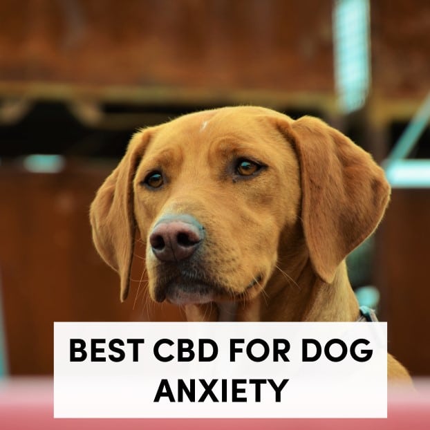 Best CBD for Dog Anxiety