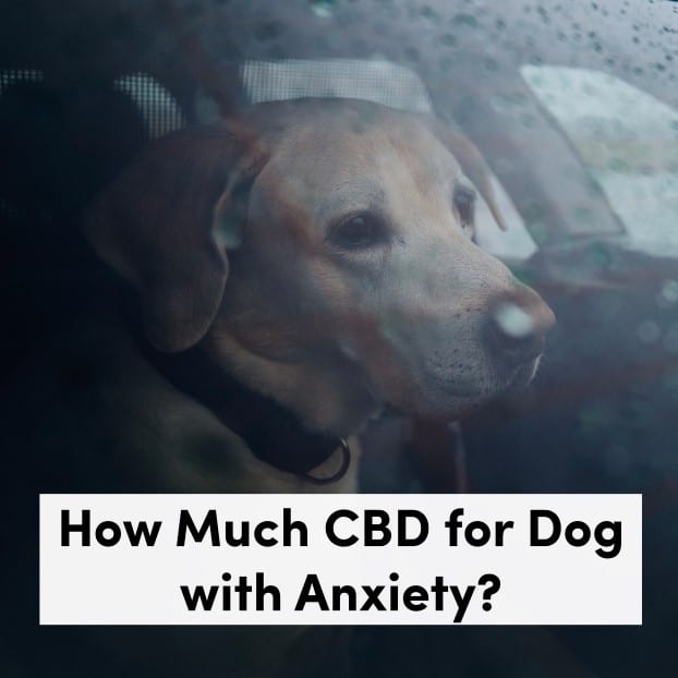 How Much CBD for Dog with Anxiety?