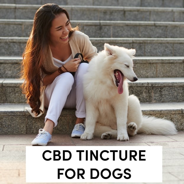 CBD Tincture for Dogs